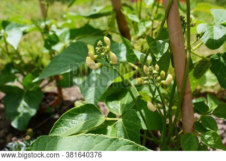 White Flower Buds Of A Wey Runner Bean Plant; Leafy Vine Growing Around A Bamboo Cane Wigwam