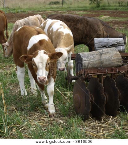 Calves In A Rural Setting