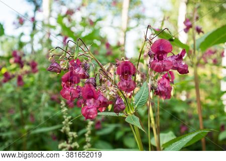 Crimson Flowers Of Wild Growing Balsam In The Forest. Selective Focus.