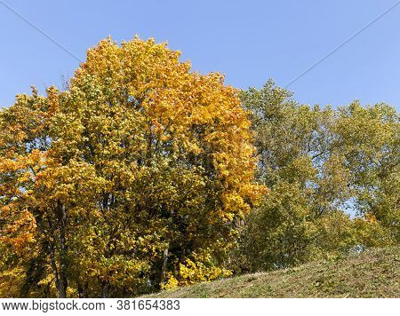 Maple Leaves In Autumn, Seasonal Changes In Nature