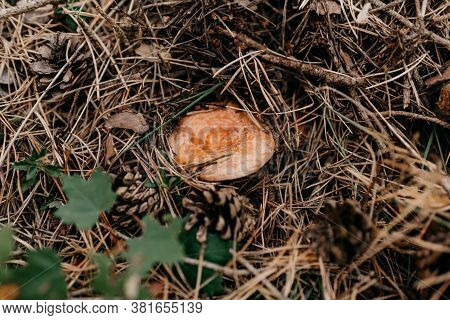 Detail Of A Mushroom, Niscalo, Of The Forest Floor In The Middle Of The Mountain With Pine Leaves Wi
