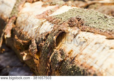 Logging Pine Logs, Which Are Used To Make Wood Products, Furniture And Other Things, The Trees Lie T