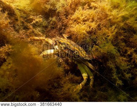 A Closeup Picture Of A Crab Underwater. Picture From Oresund, Malmo In Southern Sweden.