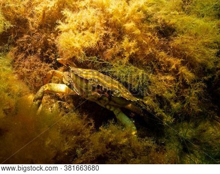 A Closeup Picture Of A Crab Underwater. Picture From Oresund, Malmo In Southern Sweden.