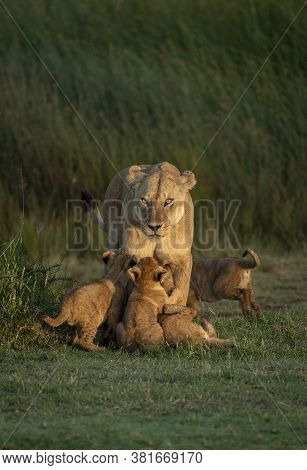 Female Lioness And Four Baby Lions Looking Hungry Standing On Green Grass In Ndutu Plains In Ngorong