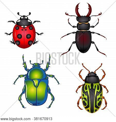 Vector Illustration With Insect Beetles. Set Isolated On White Background. Ladybird, Beetle Deer, Gr