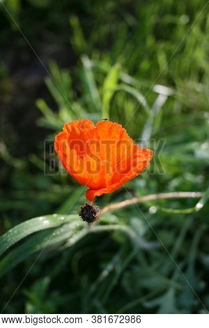 Poppy 1. Series: Poppies From My Garden. August Mornings. Summer 2020