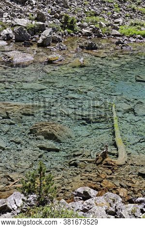 A Trunk In Leama Lake Green Waters