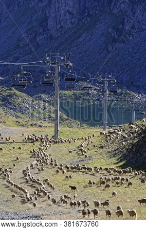 A Herd Of Sheep Under The Ski Lift Piles