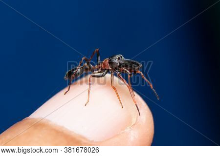 Male  Ant Mimicking Jumping Spider On Hand