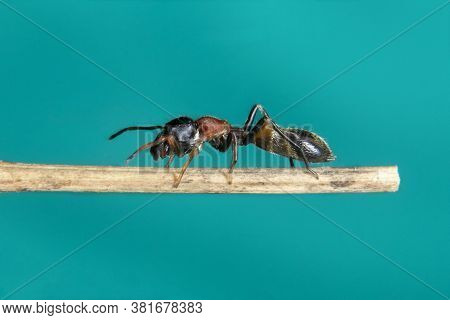 Ant Mimicking Jumping Spider On Hand Stock Photo