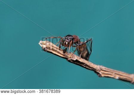 Ant Mimicking Jumping Spider On A Stick