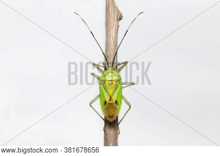 Shield Bug Sit On A Branch Stock Photo