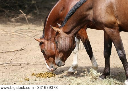 Horse\'s Feces On The Farm. Domestic Animal Feces On The Ground Outdoors. Saddle Horses In Paddock S