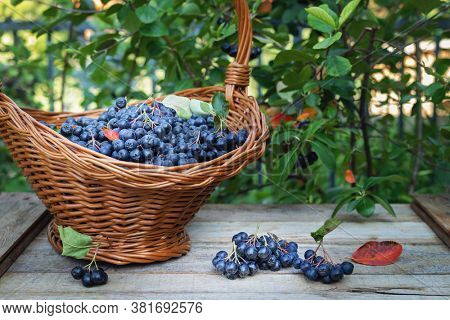  Freshly picked aronia berries in wicker basket on wooden table
