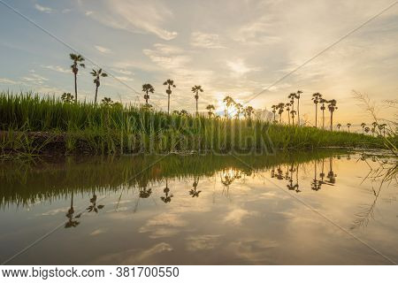 Dong Tan Trees In Green Rice Field In National Park At Sunset In Sam Khok District In Rural Area, Pa