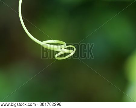 Close Up Shot Of Grippy Fiber Spring Of Ash Gourd Or Winter Melon