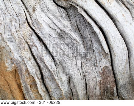 Surface Of An Old  Decomposed Wood Trunk As Texture, Background