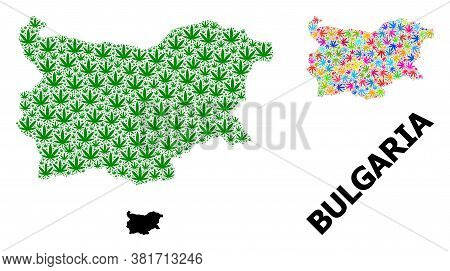 Vector Marijuana Mosaic And Solid Map Of Bulgaria. Map Of Bulgaria Vector Mosaic For Hemp Legalize C