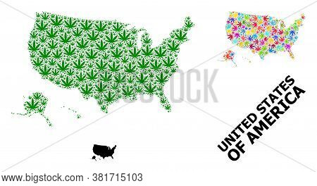 Vector Weed Mosaic And Solid Map Of Usa Territories. Map Of Usa Territories Vector Mosaic For Hemp L