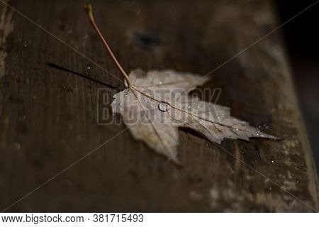 Autumn Leaves On A Wooden Background. Water Rainy Drops.
