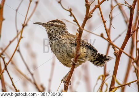 A Beautiful Cactus Wren Pays A Close Up And Personal Visit With The Photographer In A Southern Calif