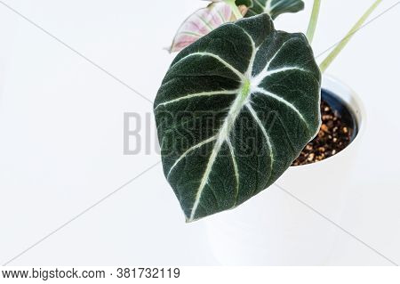 Alocasia Reginula 'black Velvet' Leaf. Tropical Potted Plant On A White Background. Exotic Trendy Ho