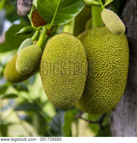 Ripe Jack Fruit Or Kanun Hanging From A Branch Of A Tree. Close Up Of Jackfruit In The Garden.