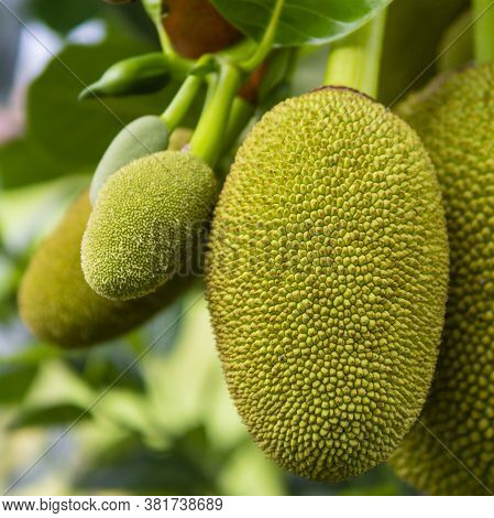 Ripe Jack Fruit Or Kanun Hanging From A Branch Of A Tree. Close Up Of Jackfruit In The Garden.