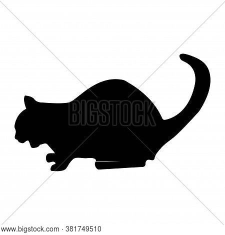 Black Cat Silhouette On A White Background