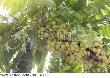 Star Gooseberry Or Phyllanthus Acidus On Tree With Sunlight In The Garden.