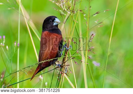 Beautiful Small Bird Chestnut Munia Standing On The Grasses With Nature Background