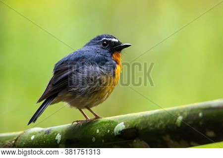 Nature Wildlife Bird Species Of Snowy Browed Flycatcher Perch On Branch Which Is Found In Borneo, Sa