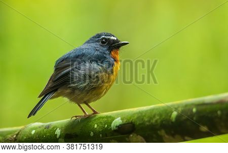 Nature Wildlife Bird Species Of Snowy Browed Flycatcher Perch On Branch Which Is Found In Borneo, Sa