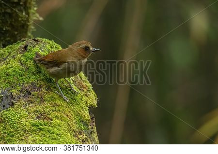 Nature wildlife bird species of Snowy browed flycatcher perch on branch which is found in Borneo, Sa