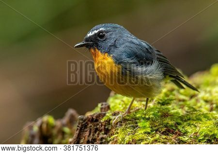 Nature Wildlife Bird Species Of Snowy Browed Flycatcher Perch On Branch Which Is Found In Borneo, Sa