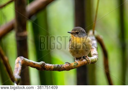 Nature Wildlife Bird Species Of Snowy Browed Flycatcher Perch On Branch Which Is Found In Borneo, Sa