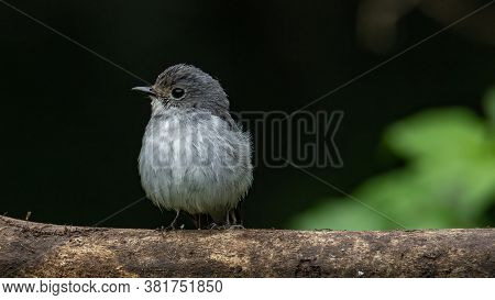 Nature Wildlife Bird Species Of Little Pied Flycatcher On Perch Found In Borneo, Sabah,malaysia.