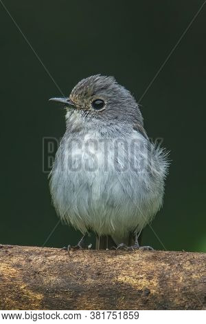 Nature Wildlife Bird Species Of Little Pied Flycatcher On Perch Found In Borneo, Sabah,malaysia.
