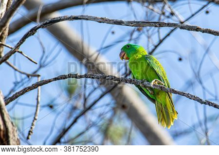 Nature Wildlife Bird Of The Blue-naped Parrot Also The Blue-crowned Green Parrot In Nature Habits