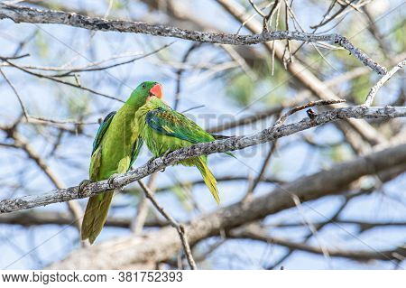 Nature Wildlife Bird Of The Blue-naped Parrot Also The Blue-crowned Green Parrot In Nature Habits