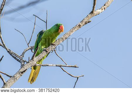 Nature Wildlife Bird Of The Blue-naped Parrot Also The Blue-crowned Green Parrot In Nature Habits
