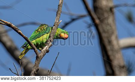 Nature Wildlife Bird Of The Blue-naped Parrot Also The Blue-crowned Green Parrot In Nature Habits