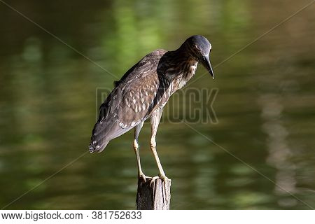 Nature Wildlife Bird Of Rufous Night Heron (immature) In Nature Wetland At Sabah, Borneo