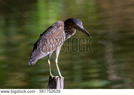 Nature Wildlife Bird Of Rufous Night Heron (immature) In Nature Wetland At Sabah, Borneo