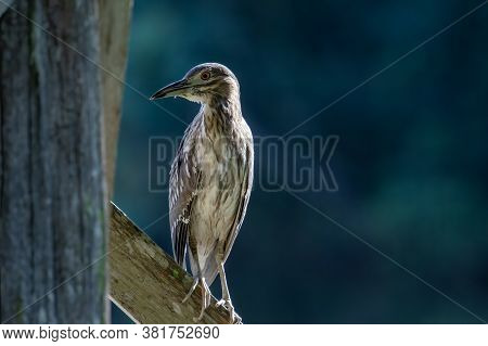 Nature Wildlife Bird Of Rufous Night Heron (immature) In Nature Wetland At Sabah, Borneo
