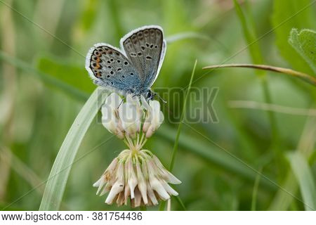 A Closeup Shot Of A Butterfly Sitting On A White Flower