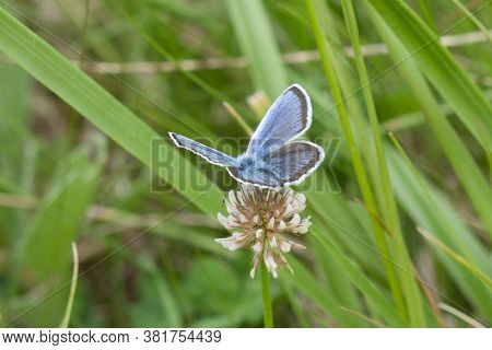 A Closeup Shot Of A Butterfly Sitting On A White Flower