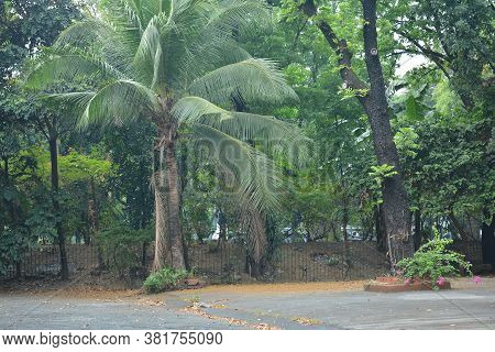 Green Coconut Trees And Leaves On Sunny Day With Clear Skies In Philippine Park