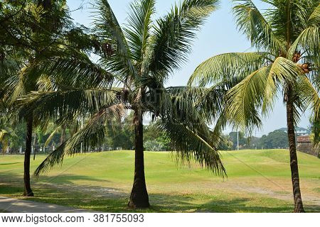 Green Coconut Trees And Leaves On Sunny Day With Clear Skies In Philippine Park